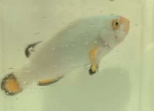 Ikan Hias Air Laut Nemo (Clownfish) Platinum Multicolor