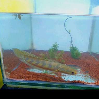 channa red Barito cabung full bunga 19-20cm kelas progres Multicolor