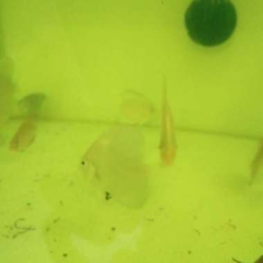 ikam discus 2 in paket 3 ekor Multicolor