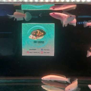 striata albino ekor lurus Multicolor