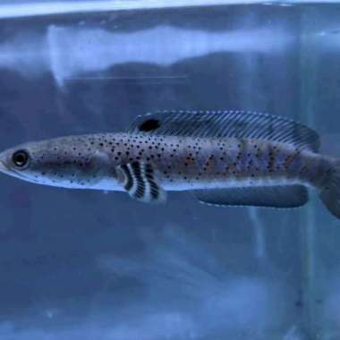 channa blue pulchra grade a Multicolor