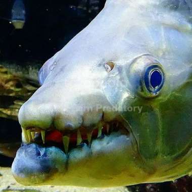 Hiasan Aquarium Goliath Tiger Fish Multicolor