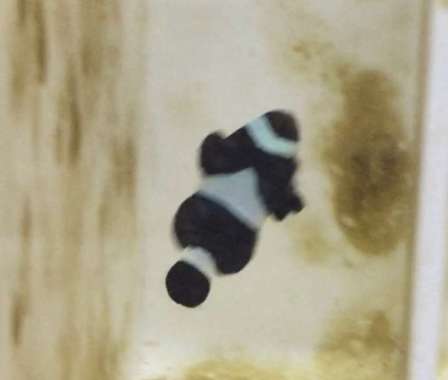Ikan Hias Air Laut Nemo (Clownfish) Black Darwin Multicolor