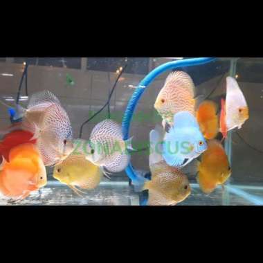 Paket 10 Ekor Ikan Discus Mix Jenis Size 2 inch inc in Multicolor