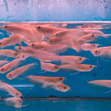ikan arwana silver albino arowana Multicolor