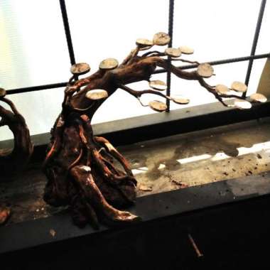 Bonsai Kayu Rasamala Aquascape Multicolor