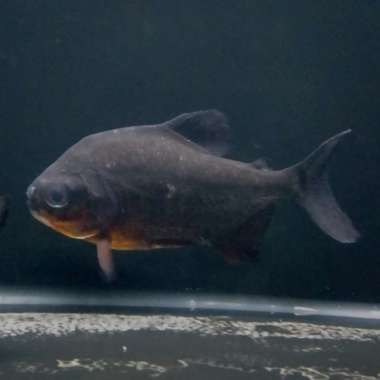 Hiasan Aquarium Ikan Bawal Hitam Ikan Predator Ikan Hias Multicolor