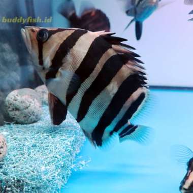 Datz SUM 20-22cm Multicolor