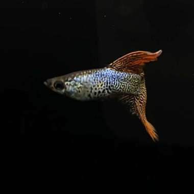 Guppy Red Lace Delta Tail Multicolor