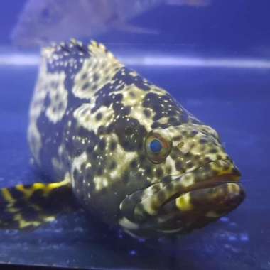 HIASAN AQUARIUM IKAN KERAPU AIR TAWAR FRESHWATER GOODMARKING HIGH QUAL Multicolor