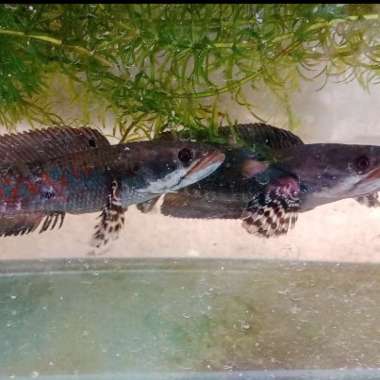 Channa Red Stripe Pulchra Multicolor