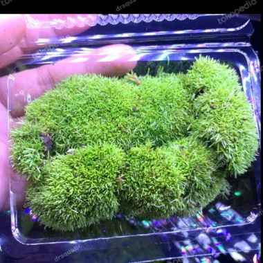 MOSS MUTIARA PEARL | MOSS DARAT PALUDARIUM TERRARIUM VIVARIUM MURAH Multicolor