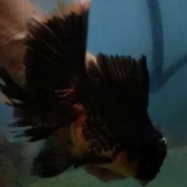 ikan mas koki oranda black GoLd ekor panjang Multicolor