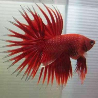 IKAN CUPANG SERIT CROWNTAIL RED MERAH IMPORT AQUASCAPE Multicolor