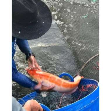 channa micropeltes toman (xhantic) Multicolor