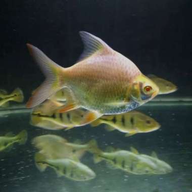 Kapiat Short Body Albino Bonsai Tankmates Multicolor