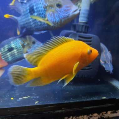 Ikan Red Devil Cichlid Ikan Tankmate Predator Ikan Hias Multicolor