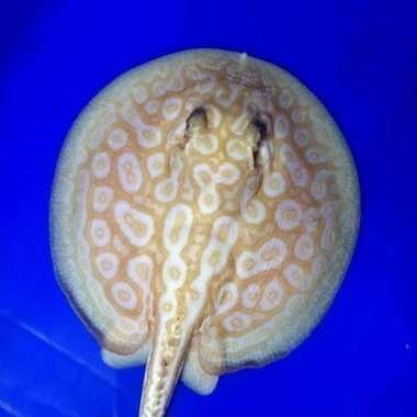Hiasan Aquarium Pearl Albino Stingray Multicolor
