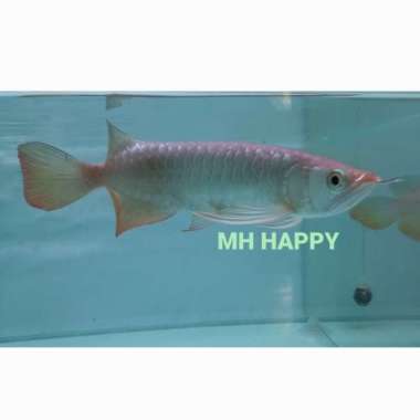Arwana Golden Red 18-20 Cm. KTP Lengkap. Multicolor