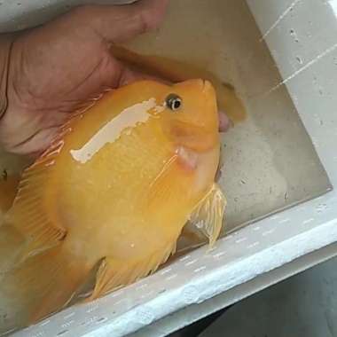 Kingkong Parrot yellow Multicolor