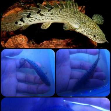 ikan hias palmas delhezi untuk aquarium dan aquascape Multicolor