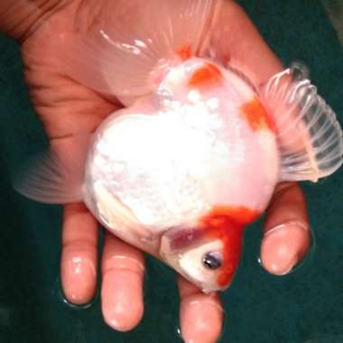 Ikan Maskoki Ryukin RW Multicolor