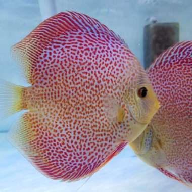 leopard discus 2.5 Multicolor