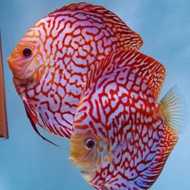 ikan discus 2" inch paket 5 ekor Multicolor