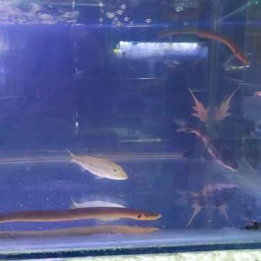 Hiasan Palmas Tali size 20-25cm Multicolor