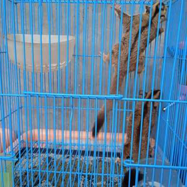 sepasang sugar glider Varian Based Information