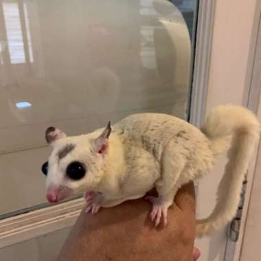 sugar glider platmoz Dewasa Varian Based Information