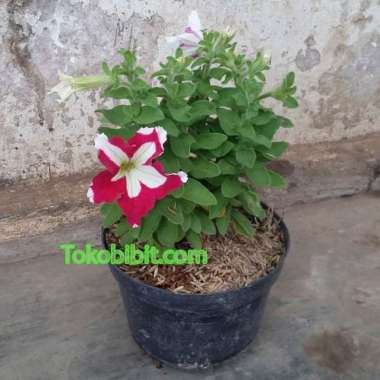 Tanaman Hias Bunga Petunia Pink Stripe