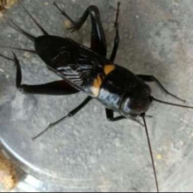 Jangkrik Kalung Aduan Jaliteng Jerabang Jangkrik Genggong Ngerik - Betina, Jaliteng/Hitam Betina
