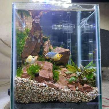 Aquarium Aquascape Mini Cupang # 3