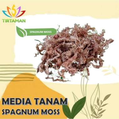 Sphagnum Moss Lumut Rawa Media Tanam Anggrek Chile 100 gr