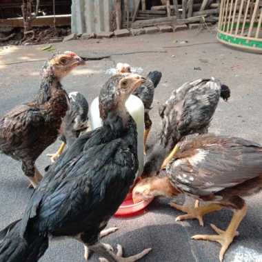 Anakan Ayam Bangkok Pakhoy Usia 2 Bulan - 3 Bulan Multivariasi