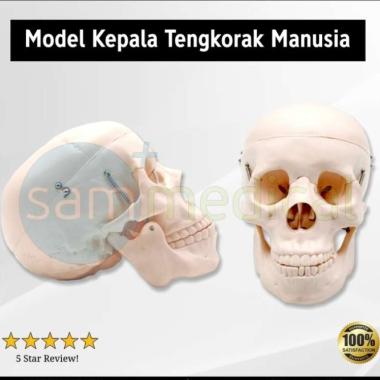 Model Kepala Tengkorak Manusia GL 8104