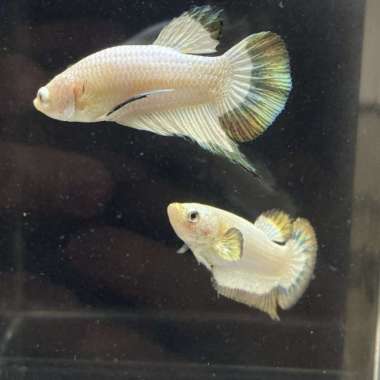 Ikan cupang pair copper rim top grade not bluerim nemo avatar