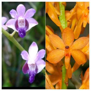 seedling doritis blue x vanda ascominiata bibit bunga anggrek unik satu2nya di dunia species primary