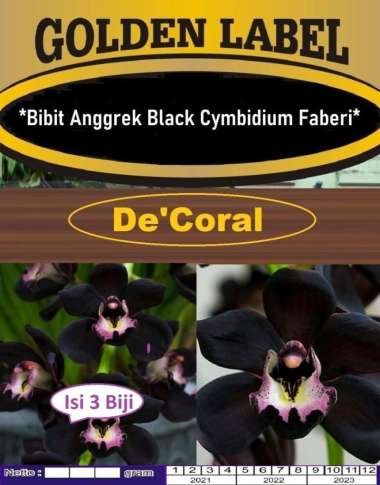Bibit Anggrek Black Cymbidium Faberi | Anggrek Langka Black Cymbidium