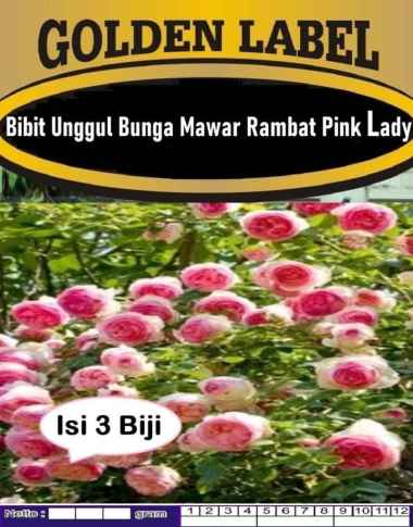 Bibit Unggul Bunga Mawar Rambat Pink Lady|Biji Benih Mawar Rambat Pink
