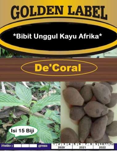 Bibit Unggul Pohon Kayu Afrika | Benih Pohon Kayu Afrika