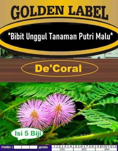 Bibit Unggul Tanaman Putri Malu|Benih Putri Malu|Biji Bibit Putri Malu