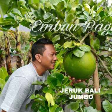 Bibit buah jeruk Bali Madu manis