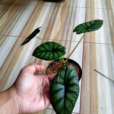 tanaman alocasia dragon scale(tengkorak)pohon alocasia dragon scal..