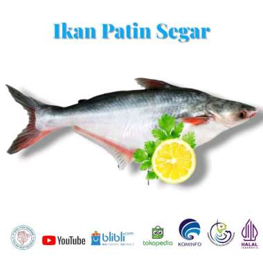 Ikan Patin Segar 1 kg