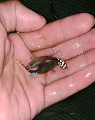 Guppy indukan betina mozaik betina