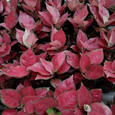 Aglaonema Red anjamani Multicolor