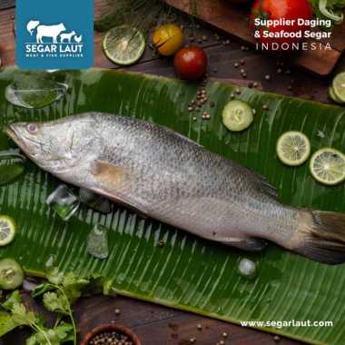 Ikan Kakap Putih | FRESH Dibersihkan