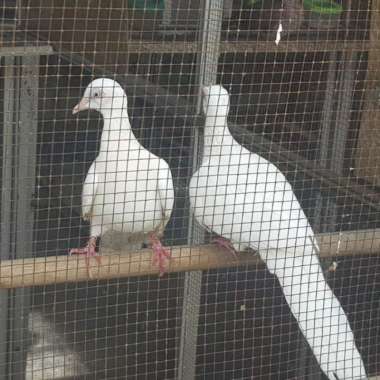 Burung tekukur putih polos mata merah kuk 2